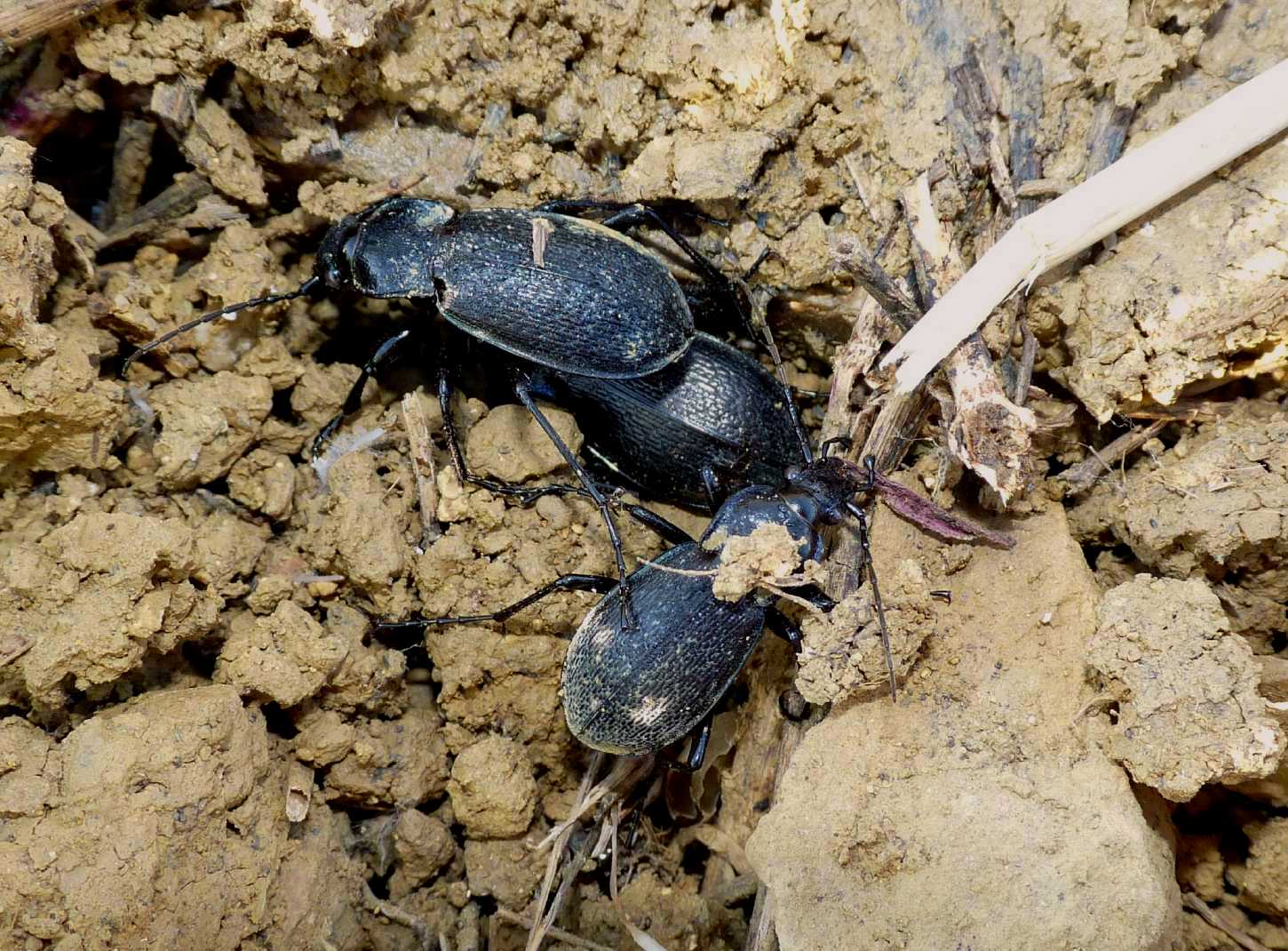 Terzetto di Carabus rossii